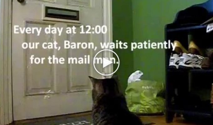 Кот получает почту