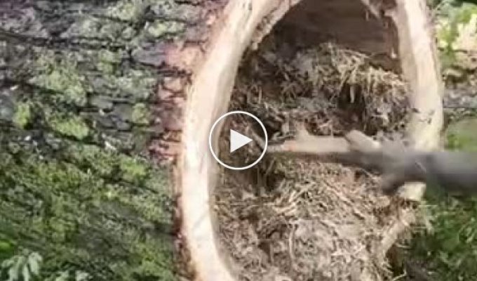 В поваленном дереве обнаружился целый выводок крошечных енотов