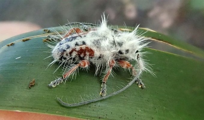 Обнаружен новый вид «жука-панка» (4 фото)