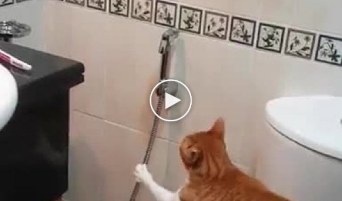 Необычный кот. Кот который любит играть с душем