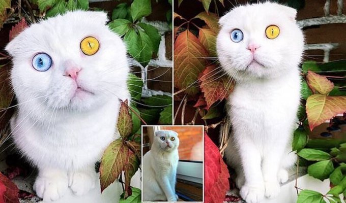 В Петербурге живет белый кот с удивительными глазами (6 фото + 1 видео)