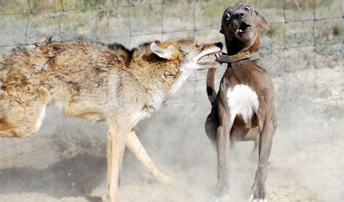  Койот против охотничьих собак (4 фото)