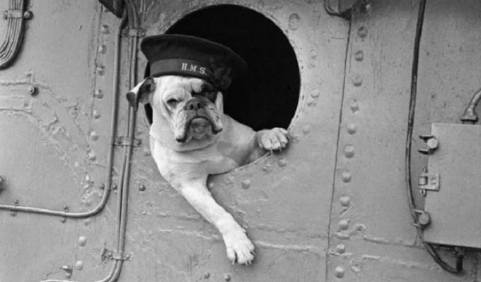 15 животных, принимавших активное участие во Второй мировой войне (15 фото)
