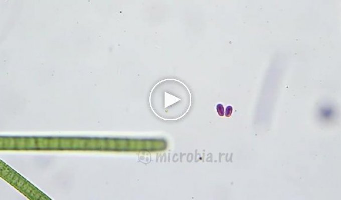 Две бактерии развлекаются под микроскопом