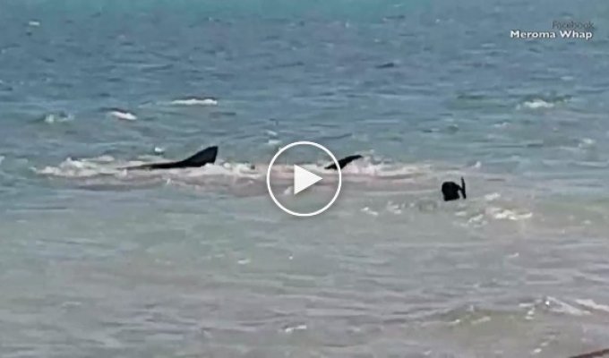 В Австралии собака решила поиграть с тигровой акулой