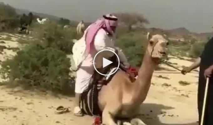 Неудачная попытка прокатиться на верблюде