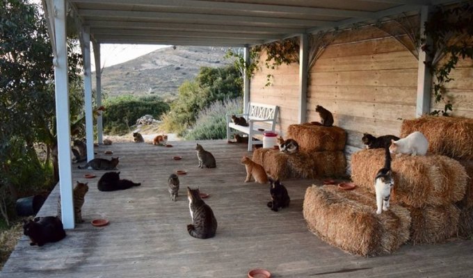 Как получать деньги, тусуясь с кошками на прекрасном греческом острове (10 фото)