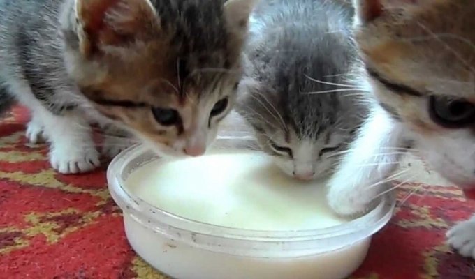 Оказывается кормить кошек молоком - это НЕ нормально (2 фото)