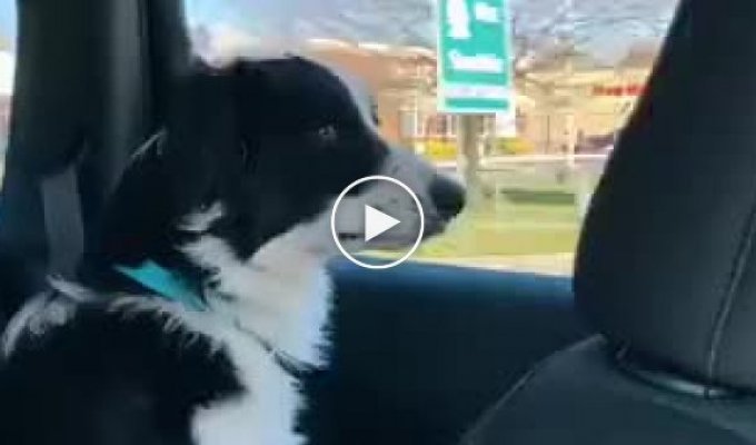 Собака пытается съесть проезжающие мимо машины