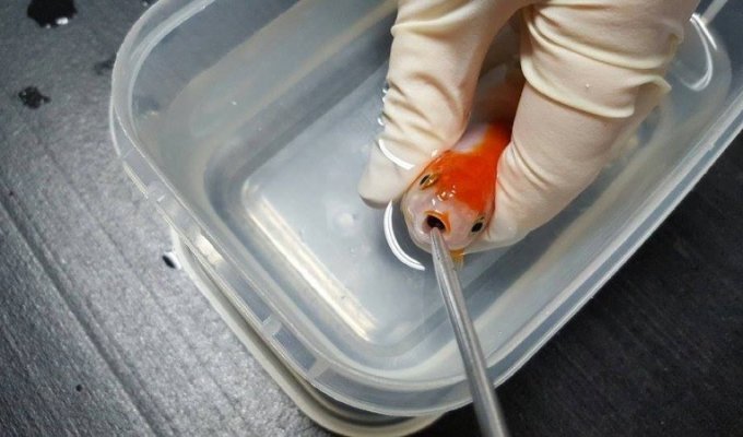 Женщина заплатила $500, чтобы спасти свою золотую рыбку от удушья (9 фото)