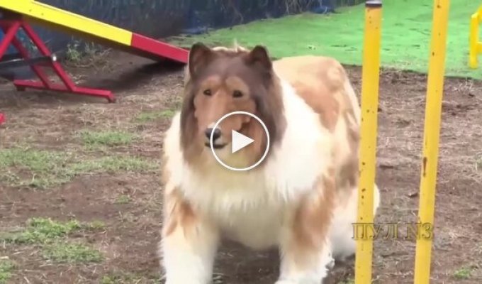 Японец, который стал собакой, теперь проходит курсы дрессировки и готовится к соревнованиям среди псов