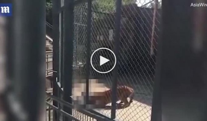 В Китае тигр загрыз смотрителя