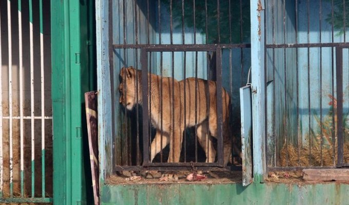 Депрессивный зоопарк в Гюмри (9 фото)