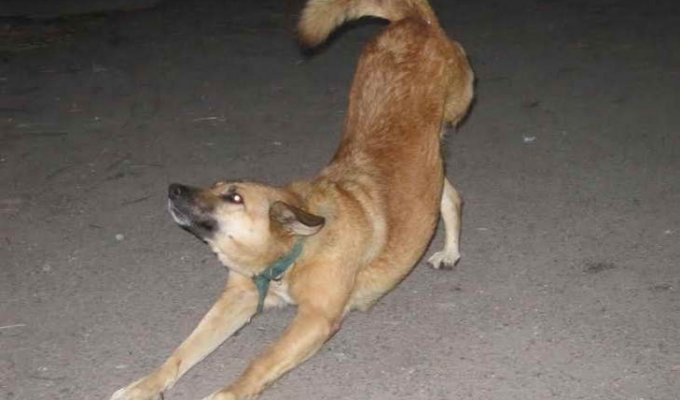 Люди vs звери: Запорожских собак-инвалидов выгнали на улицу умирать