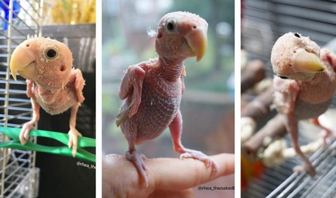Попугай без перьев стал звездой интернета (10 фото)