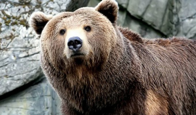 Якутский медведь убил экс-депутата (1 фото)