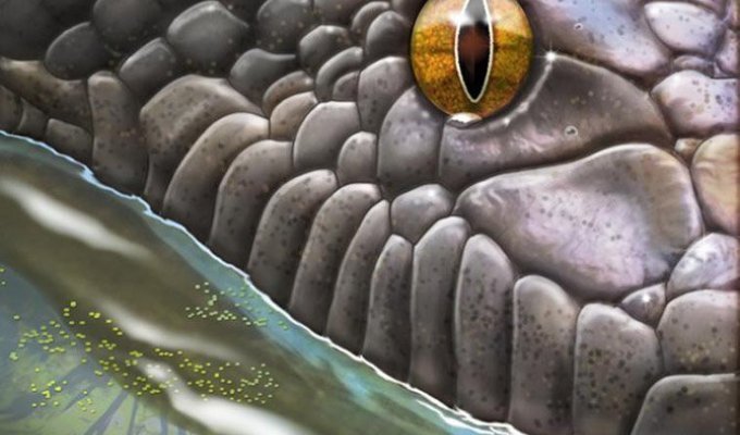 Титанобоа – змея-монстр (7 фото)