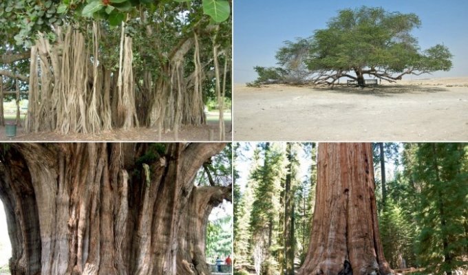 Фантастические деревья (10 фото)
