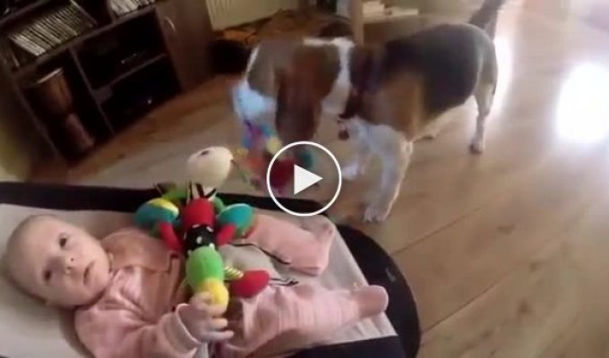 Пес приносит извинения ребенку за кражу его игрушки