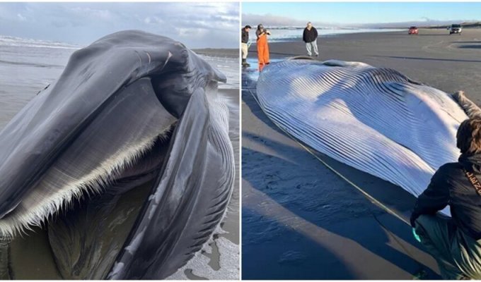 На берег Орегона выбросило гигантского кита (7 фото)