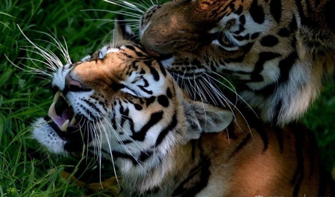 Амурские тигры (7 фото)