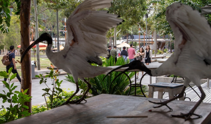 Молуккский ибис: «Голуби» по-австралийски. Здоровые лысые птицы заполонили города, едят мусор и воруют фастфуд (8 фото)