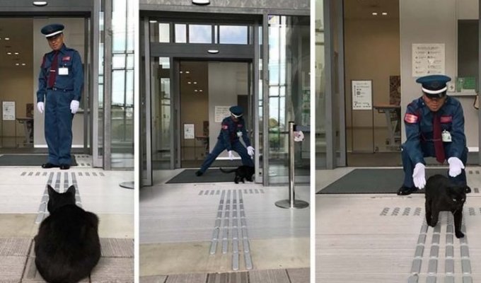 «Ты не пройдешь!»: Охранник уже два года не пускает котов в японский музей (14 фото)