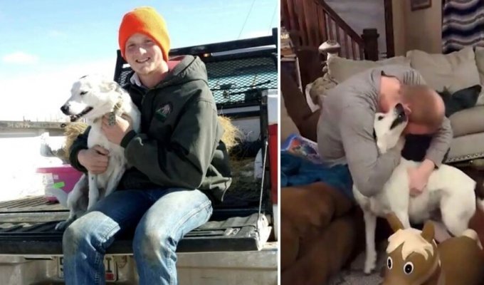 Хозяин нашёл собаку спустя 4 года в 800 км от дома (4 фото + 1 видео)