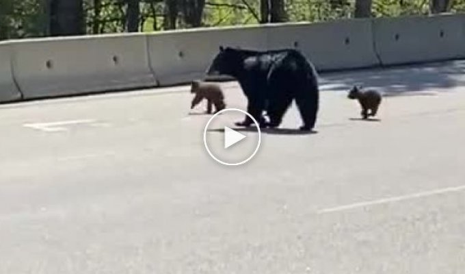 Медвежонок показал брату, как залезть на дорожный барьер