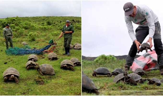 Спасатели перевезли 136 галапагосских черепах на остров, чтобы спасти вид (6 фото)