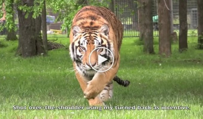 Не стоит поворачиваться спиной к тигру