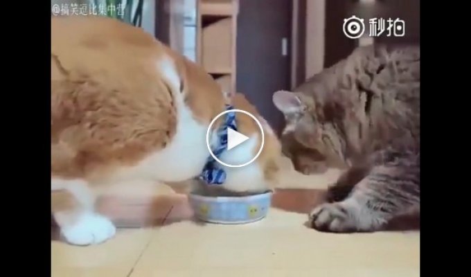 Два доброжелательных кота угощают друг друга едой