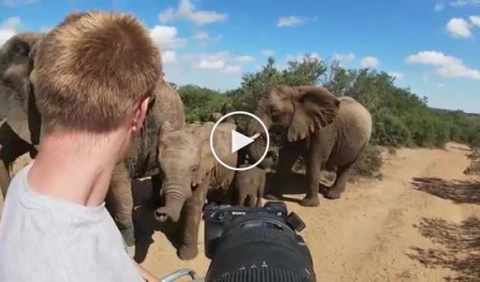 Слоны обнаружили наблюдавшего за ними фотографа и решили познакомиться поближе