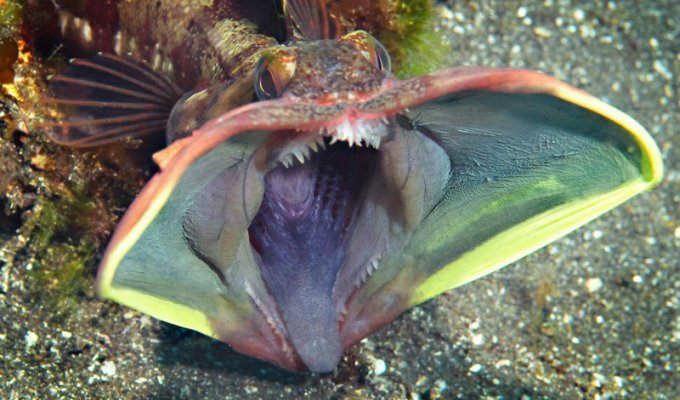 Необычные обитатели подводного мира: Neoclinus blanchardi (5 фото)