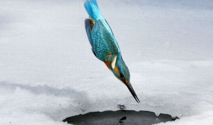  Птичка на зимней рыбалке (4 фото)