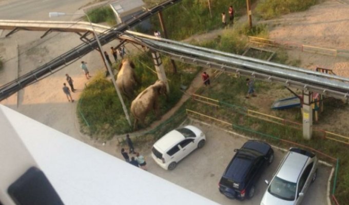 Обычный день в Якутии. По улице гуляют слоны (2 фото + видео)