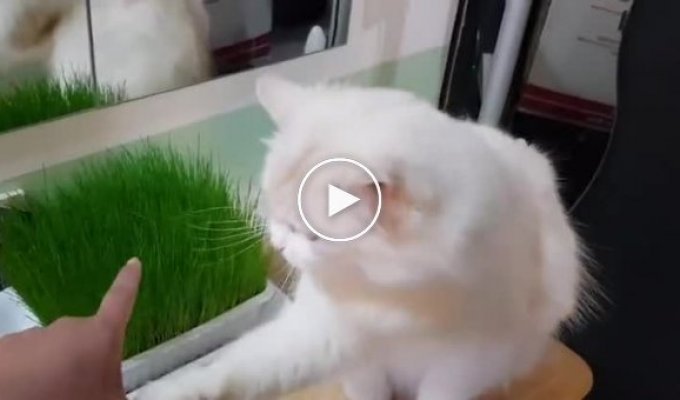 Не трогай мою траву! Кот охраняет свое лакомство