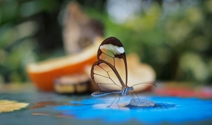 Удивительные и необычные бабочки (7 Фото)