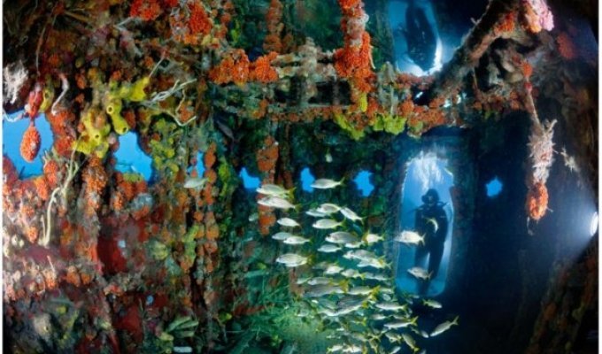 Искусственные рифы (17 фото)