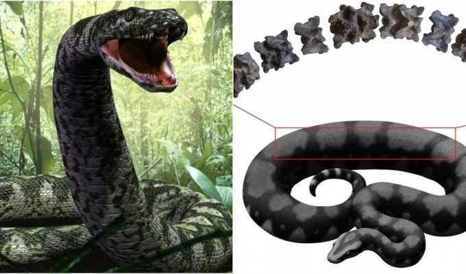 Найдена окаменелость самой крупной змеи в мире (5 фото)