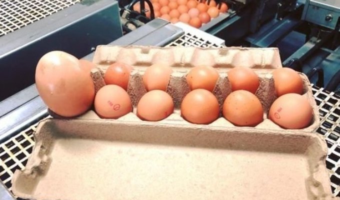Яйцо-матрешка: в Австралии обнаружили огромное куриное яйцо с сюрпризом внутри (4 фото)