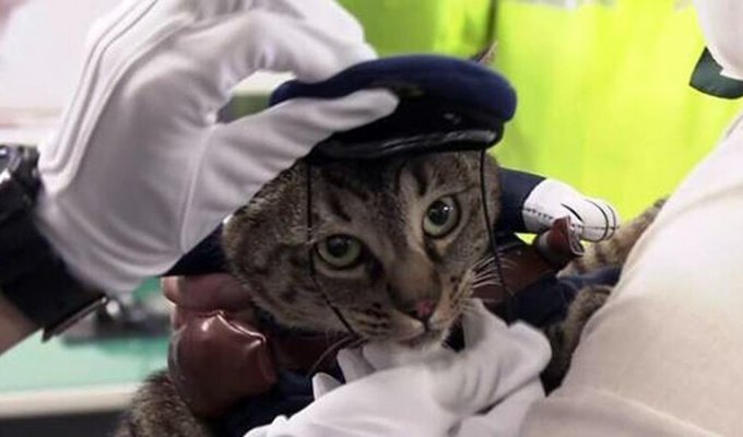 В Японии кошка спасла жизнь человеку и на один день стала начальником полиции (3 фото)
