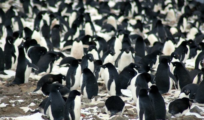 Пингвин Адели: Любовь, которую можно приобрести за красивый круглый камушек (9 фото)