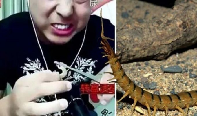Блогер в прямом эфире ел гекконов, червей и многоножек, после чего его нашли мертвым (5 фото)