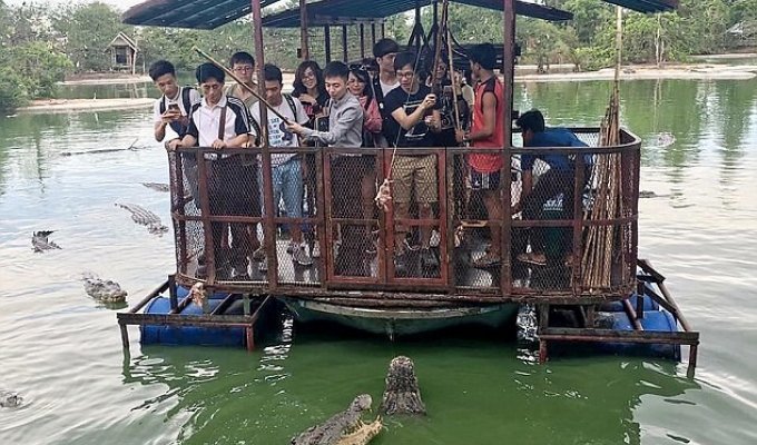Фото китайских туристов, кормящих крокодилов на хлипком плоту, взорвало Сеть (6 фото + 1 видео)