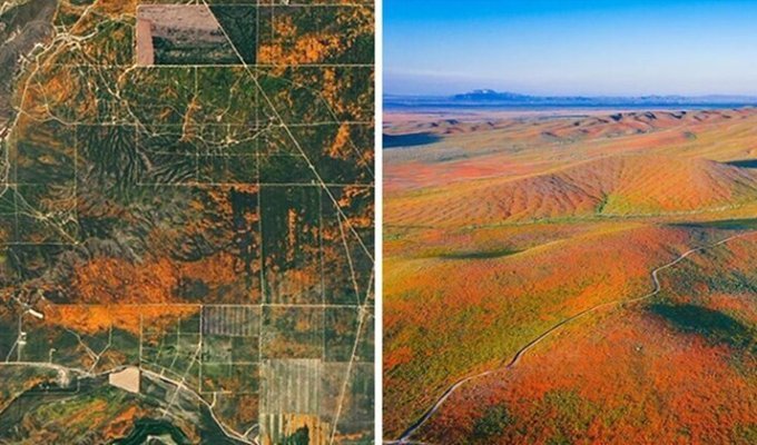 НАСА опубликовало спутниковые снимки цветущих маковых полей в Калифорнии (15 фото)