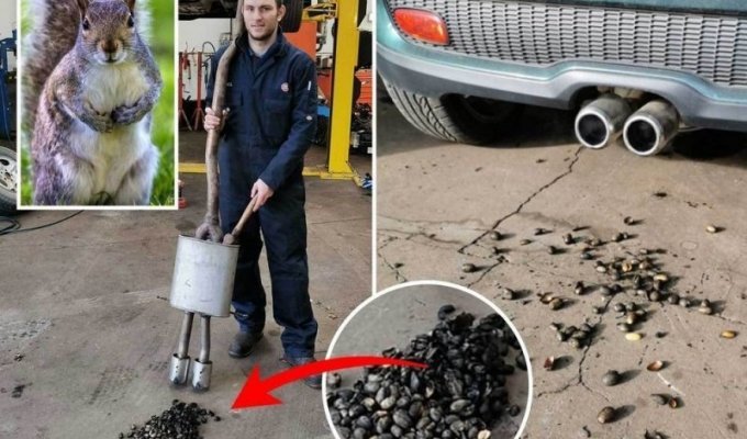 Автомобиль отправился в автосервис после того, как белка спрятала сотни орехов в выхлопной трубе (4 фото)