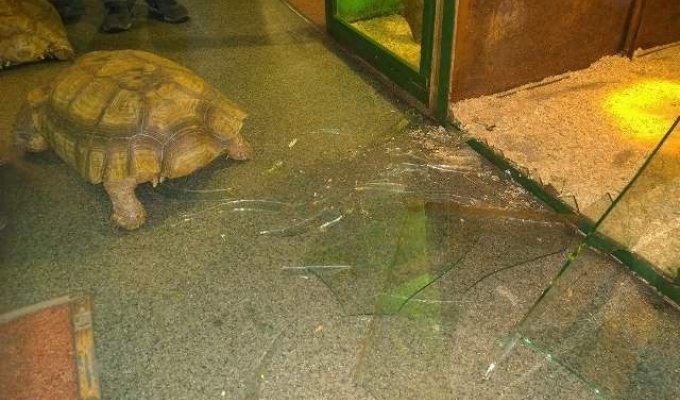 В иркутской зоогалерее черепахи сбежали из вольера (5 фото)