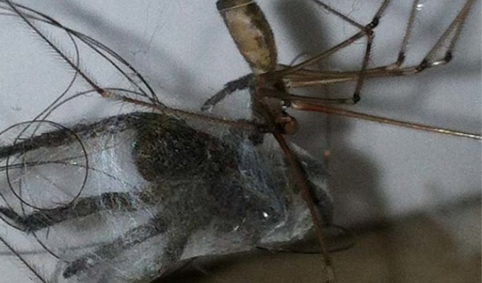 16 ужасающих снимков, которые заставят тебя бояться пауков еще больше (16 фото)