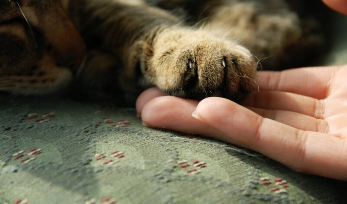 Пушистый массажист, или Почему кошки делают массаж? (3 фото)